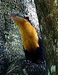 weasel-or-cat-or-squirrel-n-marten3.jpg
