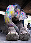 landscape-photographer-seeks-advice-about-photographing-faces-elephant_down22.jpg