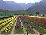 shiraz-bagh-tulip-gardens-tulip-gardens.jpg