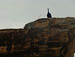 help-with-meandering-itinerary-from-bangalore-to-chennai-peacock-in-melkote.jpg