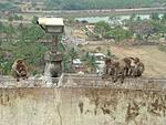 help-with-meandering-itinerary-from-bangalore-to-chennai-monkeys-in-melkote.jpg
