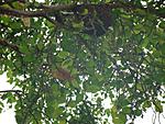 help-with-meandering-itinerary-from-bangalore-to-chennai-bee-hives-in-melkote.jpg