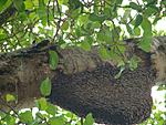 help-with-meandering-itinerary-from-bangalore-to-chennai-bee-hives-in-melkote_2.jpg