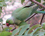 parrot-temple-parrot.jpg