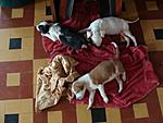 bringing-my-puppy-junglepupsjuly08.jpg