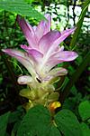 mumbai-nasik-wild-turmeric.jpg