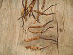 comments-for-roopkund-trek-article-caterpillar-fungus-small-.jpg.jpg
Views:	36
Size:	59.9 KB
ID:	8120