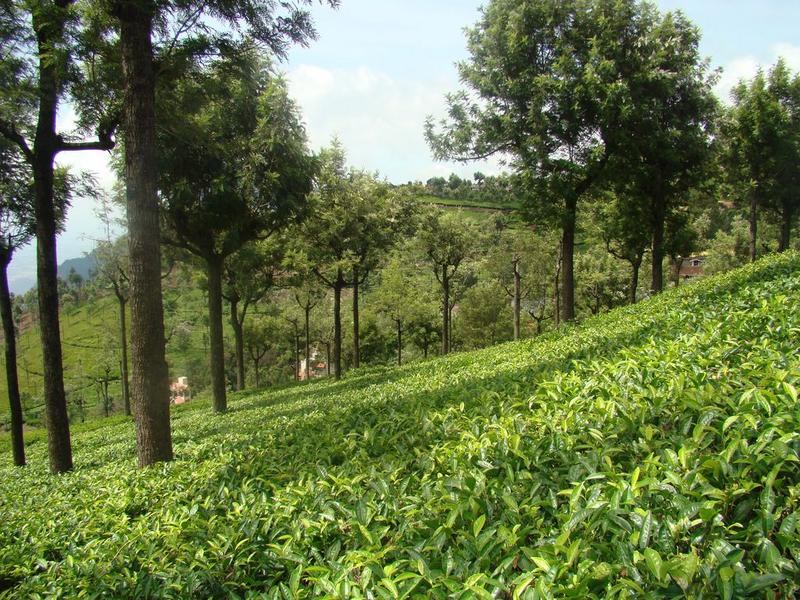 Image credit: http://www.indiamike.com/india/attachments/8138d1217603424-coorg-coonoor-itinerary-coonoor_tea_gardens.jpg