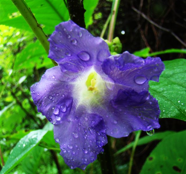 Globeedia Flower that takes years to bloom
