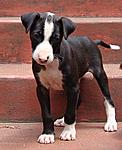 My fosters-dikkop-august08.jpg