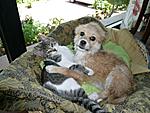 animals-and-shelters-n506956445_781125_4529.jpg