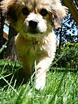 animals-and-shelters-n506956445_781126_4865.jpg