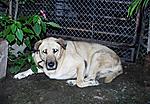 anyone-in-pune-missing-a-lab-or-lab-mix-female-found-one-p9140003.jpg