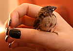animals-and-shelters-birdie.jpg