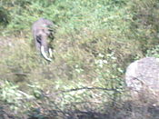 Elephant_in_Kabini_Wayanad_Road.jpg