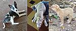 My fosters-october-08-pups.jpg