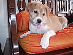 should-we-adopt-a-stray-indian-pup-p1010578.jpg