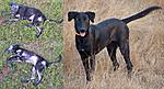 how-to-deal-with-canine-mange-b-and-a.jpgA.jpg
Views:	1162
Size:	82.6 KB
ID:	9052