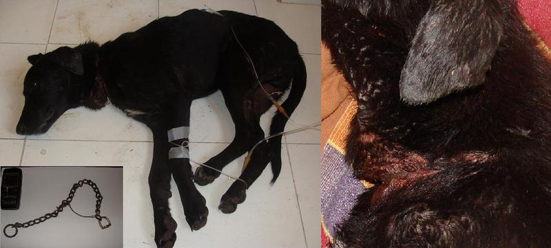 Wounded dog 22Jan09.jpg