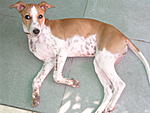 flying-dog-back-to-usa-india5-028.jpg