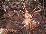 tirupati-in-a-day-worth-it-p-69-copy.jpg copy.jpg
Views:	63
Size:	74.0 KB
ID:	9499