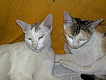 uploading-photo-attachments-on-indiamike-12012009705.jpg