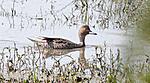 identification-p1030769-copie.jpg