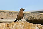 identification-p1050107-copie.jpg
