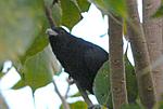 identification-p1040964-copie.jpg