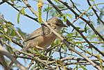 identification-p1040900-copie.jpg