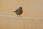 identification-p1030978-copie.jpg