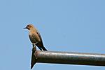 identification-p1030276-copie.jpg