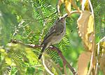 identification-p1050008-copie.jpg
