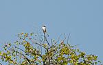 identification-p1030231-copie.jpg