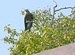 identification-p1040131-copie.jpg