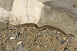 what-snake-is-this-what-snake.jpg