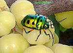 borders-and-watermarking-software-beetle-1a.jpg