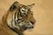 ranthambhore's Avatar
