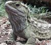 tuatara's Avatar