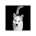 Smokey's Avatar