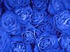 BlueRose's Avatar