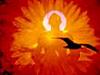 sun-dreamer's Avatar