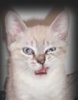 Alliecat's Avatar