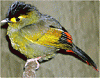 rangichangi's Avatar
