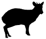 pudu's Avatar