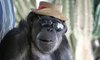 bijapuriviejo's Avatar