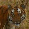 sumitbajaj's Avatar