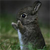 decamped's Avatar