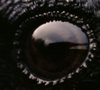 Rosenrot's Avatar