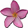 martinefrangipani's Avatar